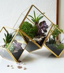 succulents in glass vase
