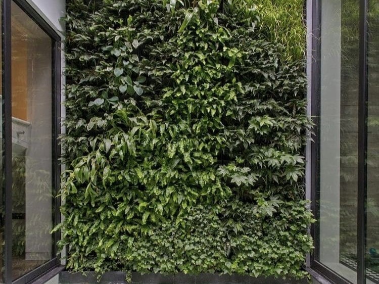 living wall in a home